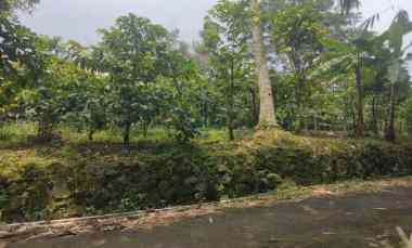 Dijual Tanah Kebun Kopi Lingkungan Penduduk