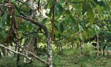 dijual tanah kebun los sungai murah tempat strategis