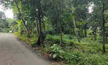 dijual tanah kebun pinggir jalan desa