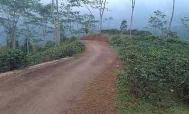 Dijual Tanah Kebun Produktif