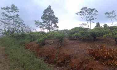 dijual tanah kebun produktif pinggir jalan