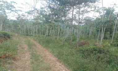 dijual tanah kebun produktif pinggir jalan