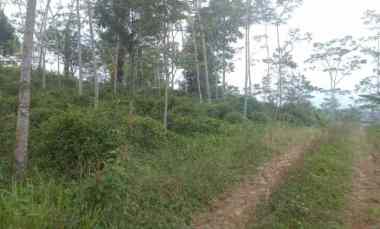 dijual tanah kebun produktif pinggir jalan