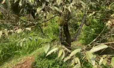 dijual tanah kec parungkuda kab sukabumi