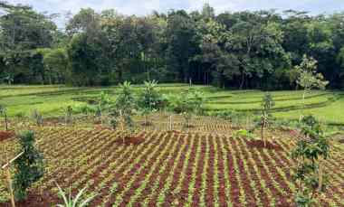 dijual tanah kerjo karanganyar