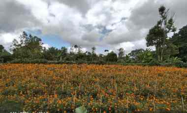 Tanah Kebun Bisa untuk Kandang Peternakan di Kintamani Bali