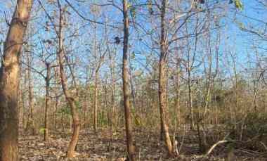 dijual tanah komersial 2 hektar shm di labuhan sumbawa