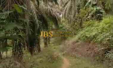 Dijual Tanah Kosong di Desa Bohorok - Daerah Langkat
