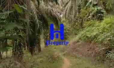 Dijual Tanah Kosong di Desa Bohorok Daerah Langkat