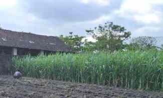 dijual tanah kudusan plosokandang kec