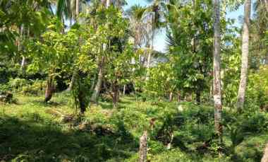 dijual tanah lalanglinggah selemadeg