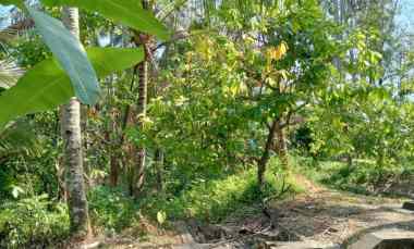 dijual tanah lalanglinggah selemadeg
