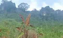 dijual tanah leuwi karet kelapa nunggal