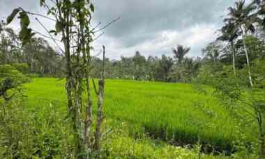 dijual tanah los sungai di desa sanda pupuan
