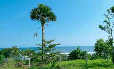 dijual tanah medewi beach pekutatan