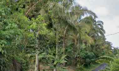 Kebun Kopi di Tabanan Bali hanya 20 menit ke Balian Beach