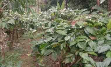 dijual tanah mundeh tabanan bali