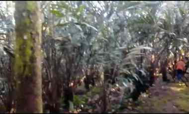 Dijual Tanah Kebun Salak Gula Pasir Luas 84 are 8400 m2 Tabanan
