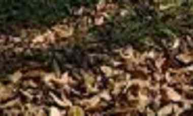 dijual tanah nginden