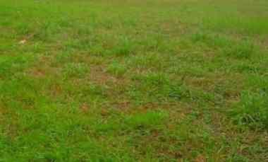 dijual tanah pakuwon city