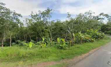 Kebun Karet Dijual di Ciamis Luas 71 Ha, Murah Jual Cepat