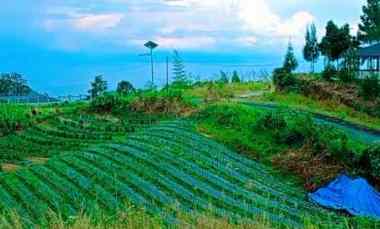 Dijual Tanah Pegunungan Danau Toba 2,2 Ha di Pinggir Jalan Aspal