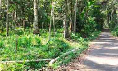 dijual tanah panggang kemalang