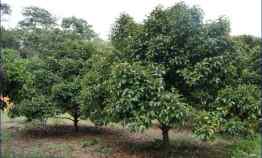 Jual Lahan Kebun Agrobisnis Manggis dan Durian di Bogor