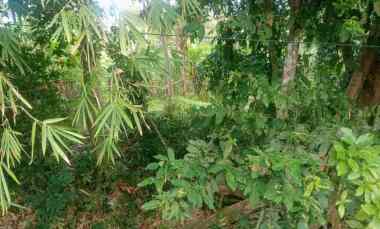 dijual tanah pantai beraban selemadeg