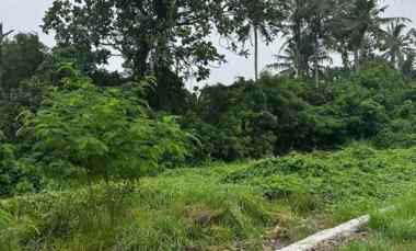 dijual tanah pantai kedungu