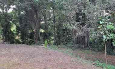Dijual 1,9035 Ha. jl. Pantai Kelencung Tegal Mengkeb Selemadeg Tabanan