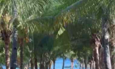 dijual tanah pasir putih situbondo