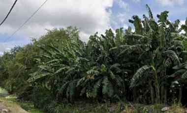 dijual tanah pedungan