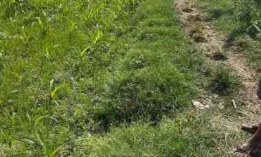 dijual tanah pekarangan murah belakang kiat trucuk