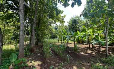 dijual tanah pekarangan playen gunung kidul