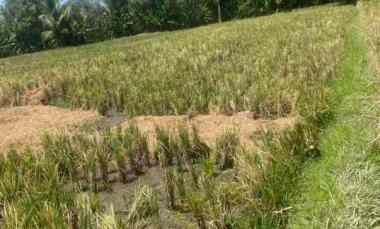 dijual tanah penatahan penebel tabanan bali