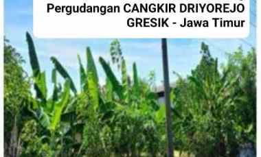dijual tanah pergudangan cangkir