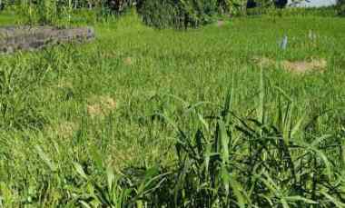 dijual tanah pering gianyar