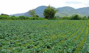 dijual tanah persedanta barus jahe