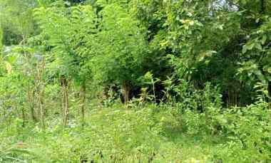 Dijual Lahan Premium di Pinggir Jalan Nasional Dps - Gilimanuk
