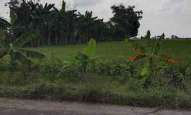 dijual tanah pirin kedungpring lamongan jawa timur