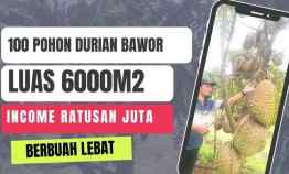 Kebun Durian Bawor 6000 meter SIAP Panen di Pekalongan Income Ratusan jt