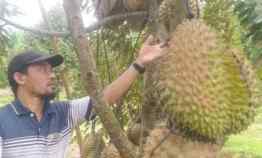 Tanah Produktif Rogoselo Pekalongan Kebun Durian Bawor Siap Panen