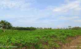 Tanah Pertanian Luas 6,5 Hektar 65000m Surat SHM di Natar