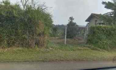 Kebun Alpukat Jumbo Siap Berbuah, Pinggir Jalan Profinsi