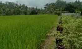 Tanah Dijual di Sanda, Tabanan, Bali