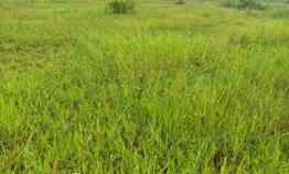 dijual tanah sawah darat mekarjaya gantar indramayu