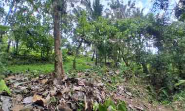 dijual tanah sawah dekat dengan desa wisata belimbing
