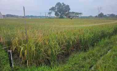 dijual tanah sawah di klapanunggal bojong