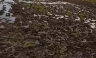 dijual tanah sawah di penusupan depok slawi tegal